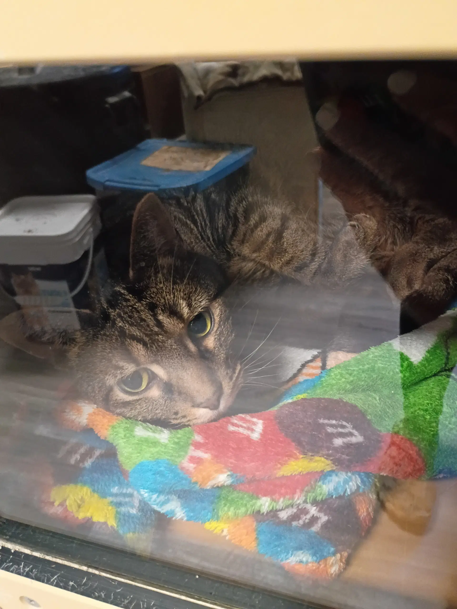 Percival - Domestic Short Hair