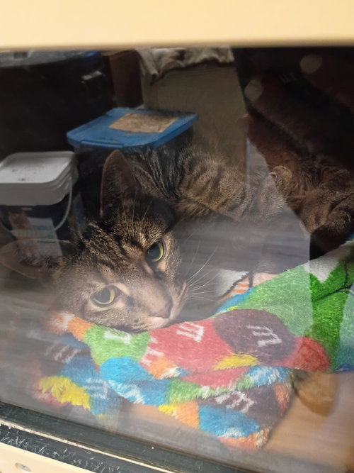 Percival, a cat for adoption from Hancock County Humane Society