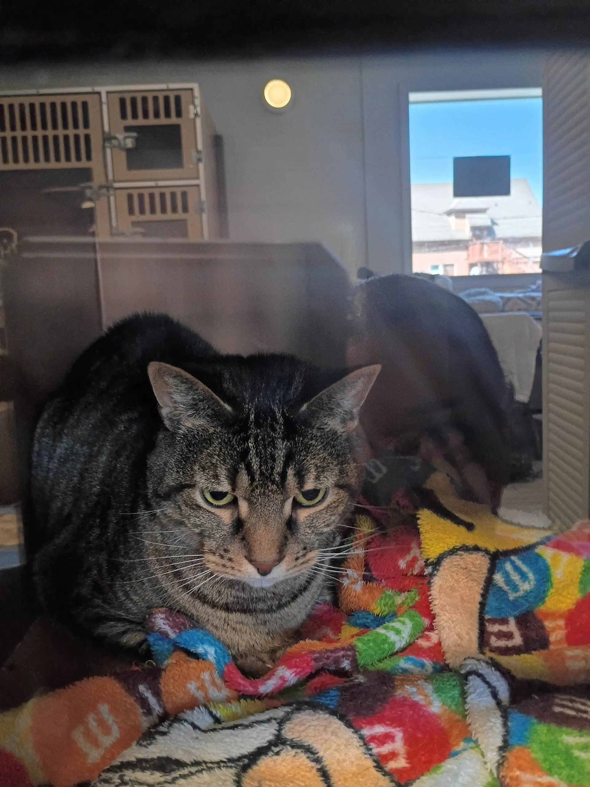 Percival image 2