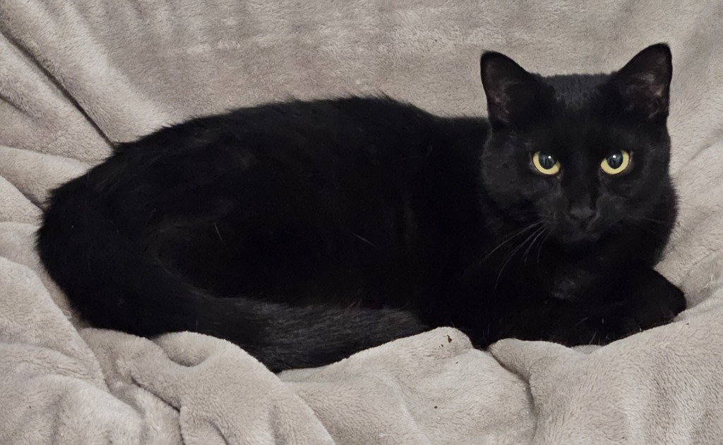 Wednesday Adams, Domestic Short Hair
