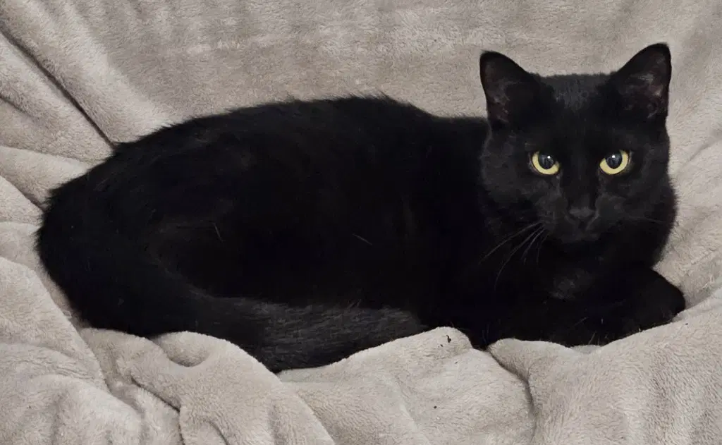 Wednesday Adams - Domestic Short Hair