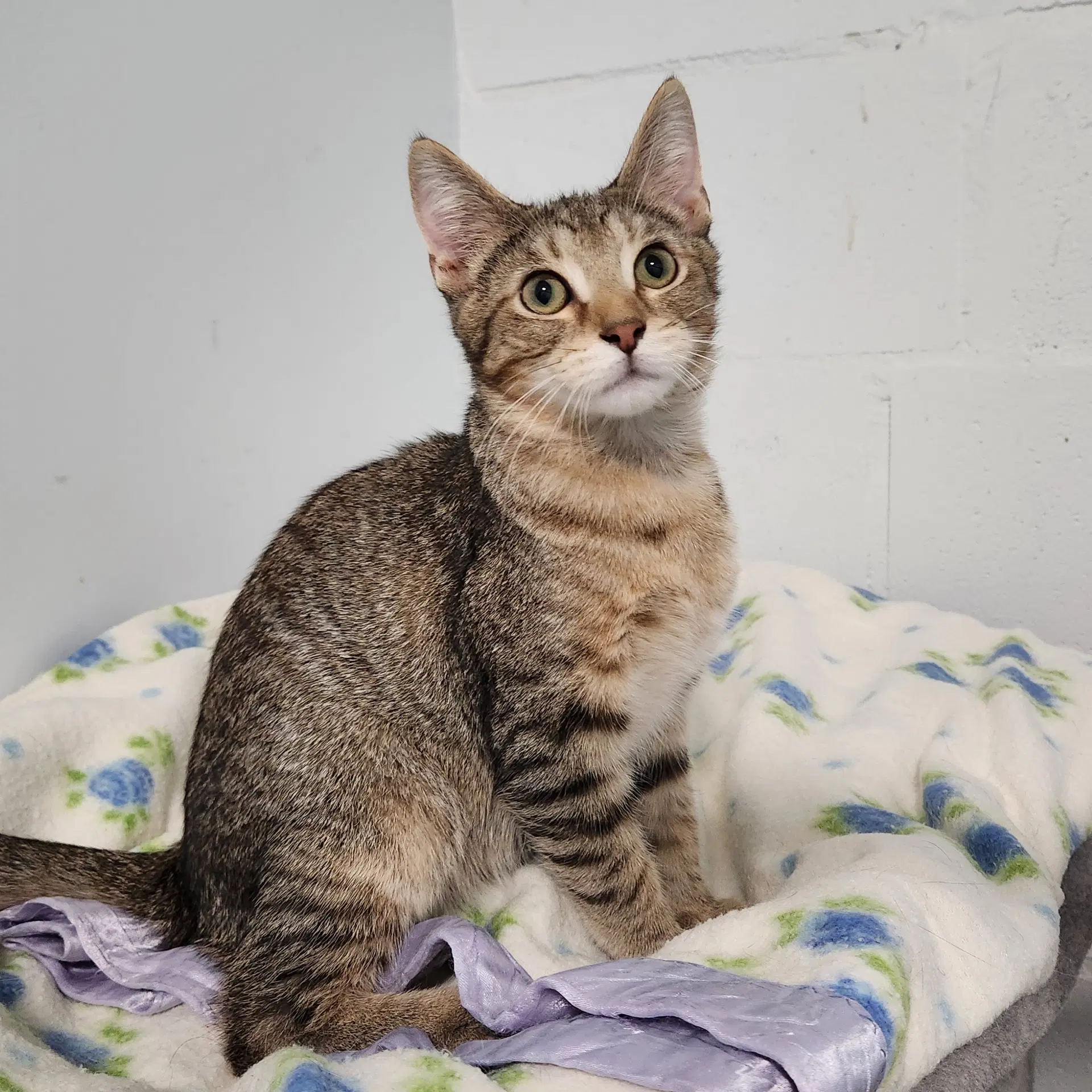 Bert - Domestic Short Hair
