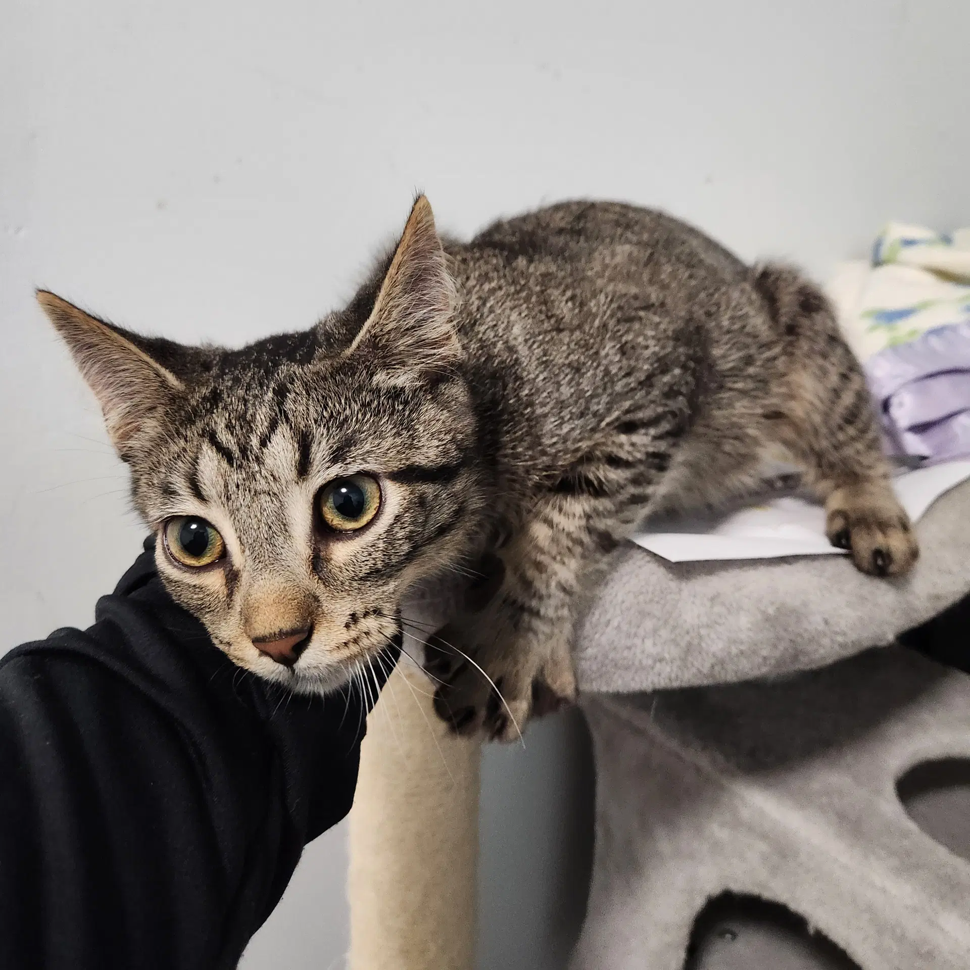 Ernie - Domestic Short Hair