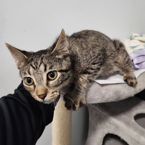 Ernie, a cat for adoption from Hancock County Humane Society