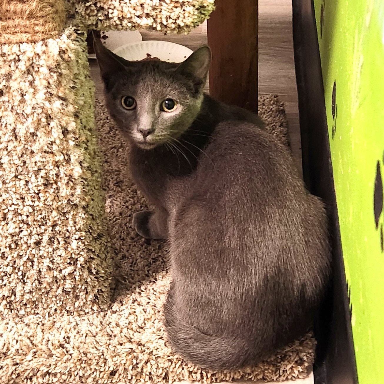 Ty Cobb, Domestic Short Hair