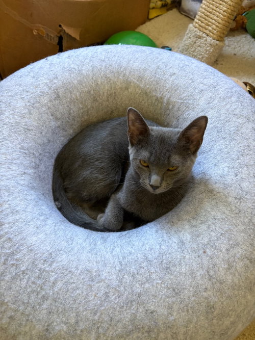 Sophie, Domestic Short Hair / Mixed (short coat)