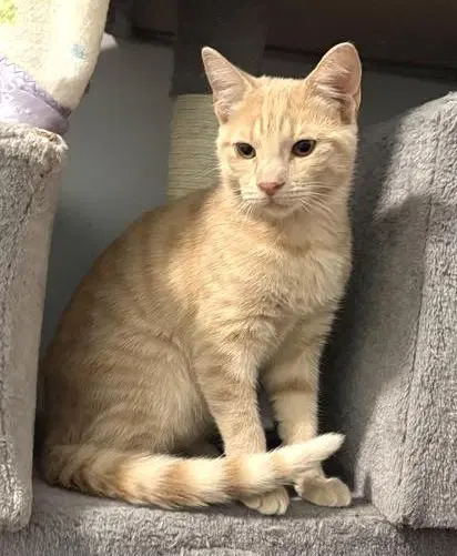 Clark - Domestic Short Hair