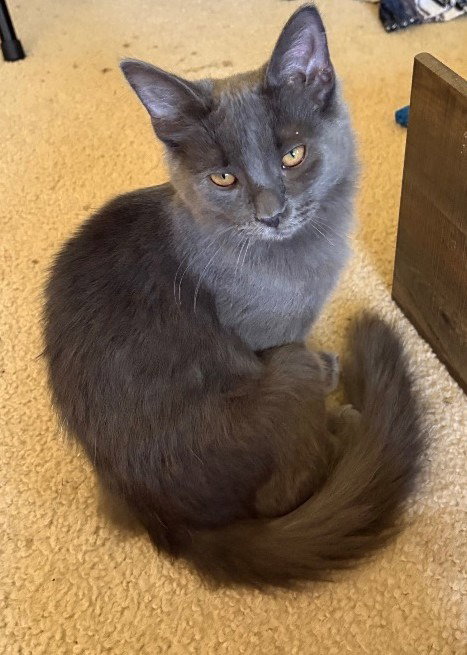 Willow