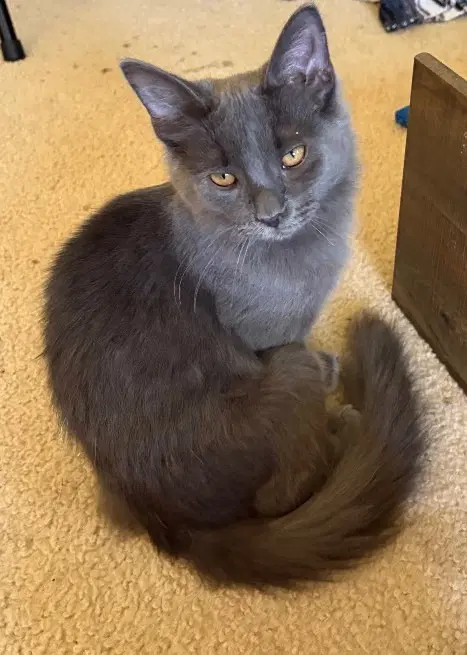Willow - Domestic Medium Hair
