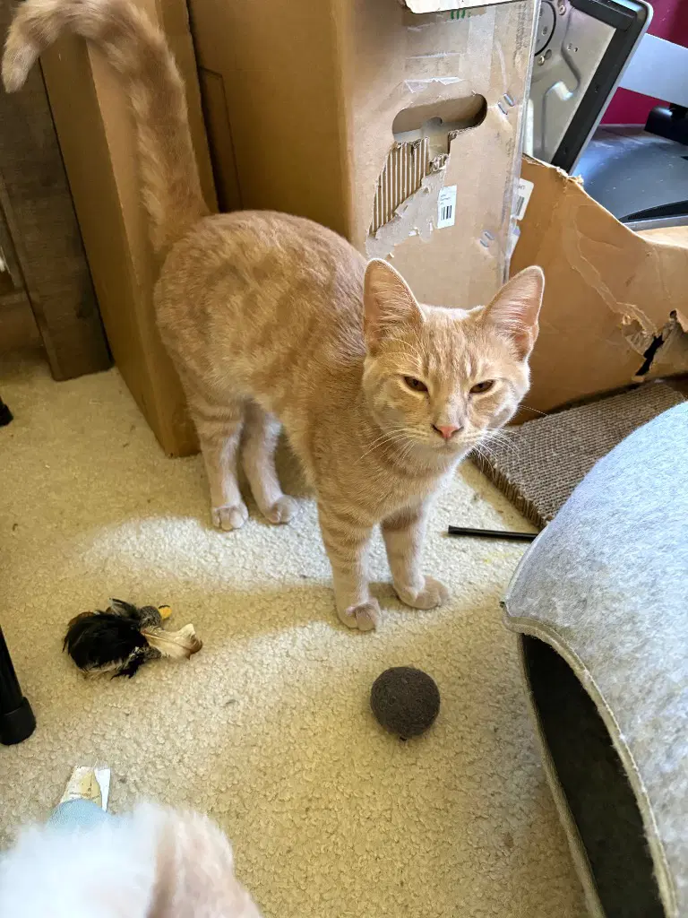 Milo - Domestic Short Hair