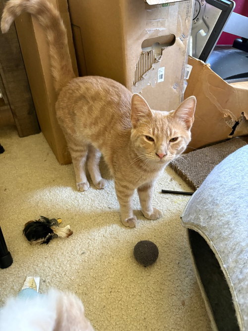 Milo, Domestic Short Hair / Tabby / Mixed (short coat)