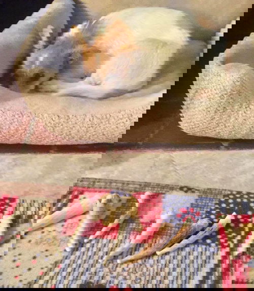 Poncho