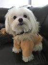 Toby