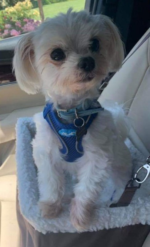 Toby
