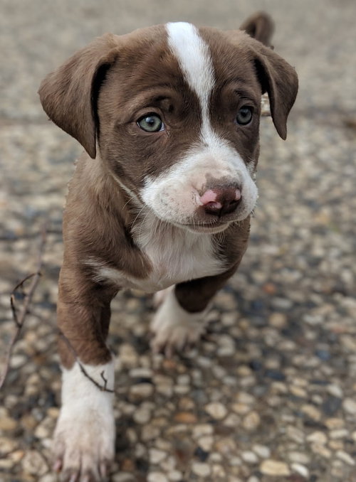 Nugget