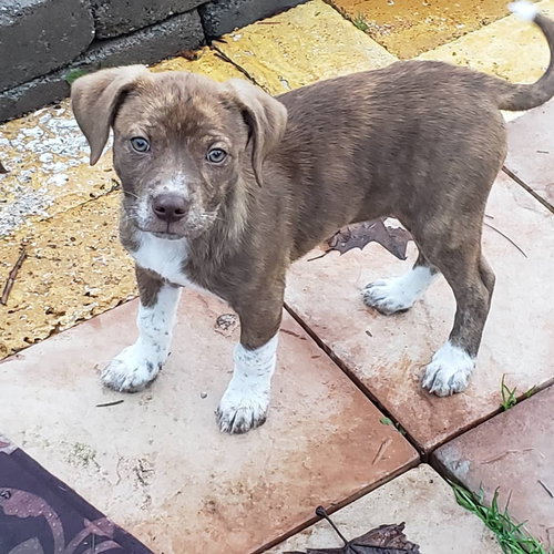 Simcoe