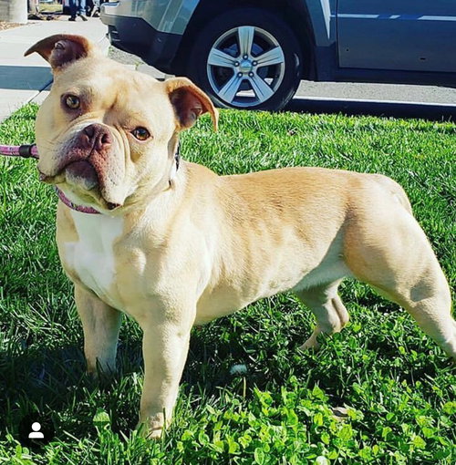 Tilly