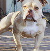 Tilly