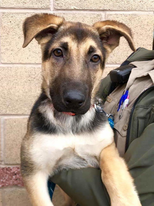 Nova