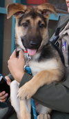Nova