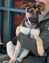 Nova