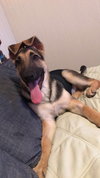 Nova