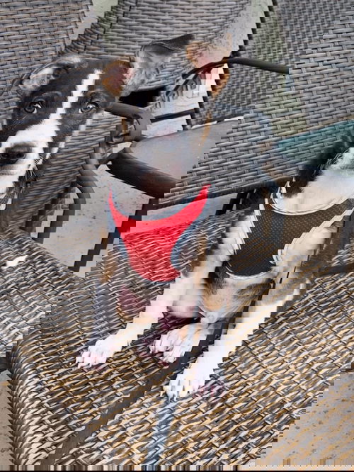 Pismo