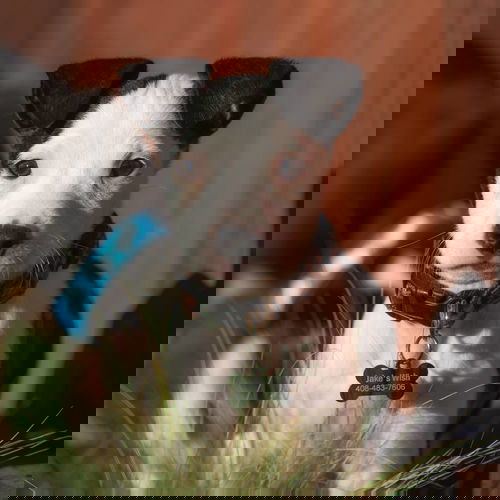 Pebble