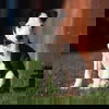 Pebble