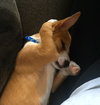 Scout