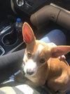 Scout