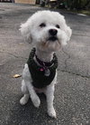 Piper