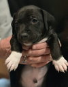 Roscoe