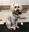 Skippy