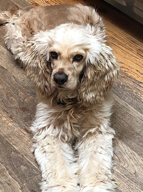 Archie