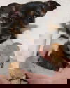 Jake