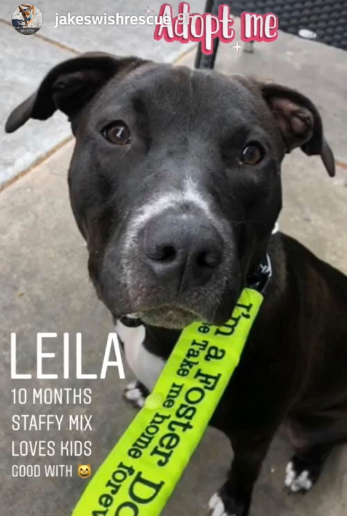 Leila