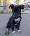 Oliver
