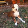 Dixie Lou