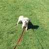 Socrates