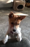 Pancho