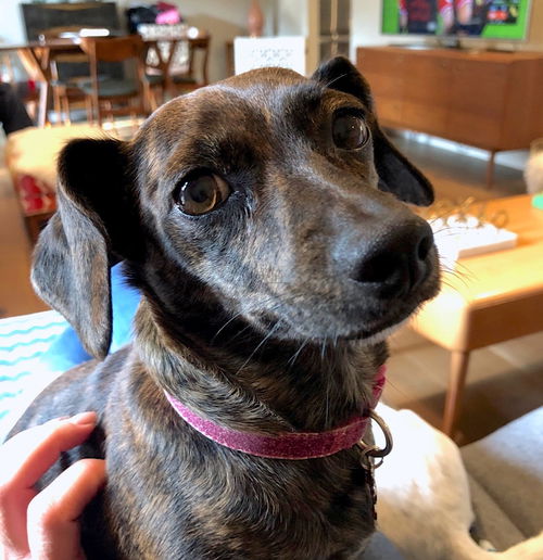Phoebe