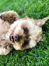 Willow