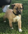 Ali