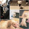 Romeo