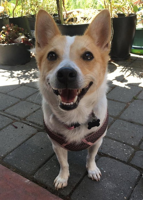 Stella