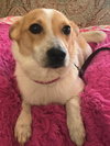 Stella