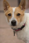 Stella