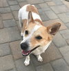 Stella