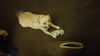 Roxie